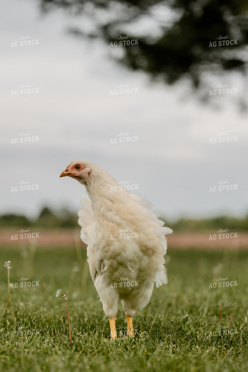 Pullet Laying Chicken 104085