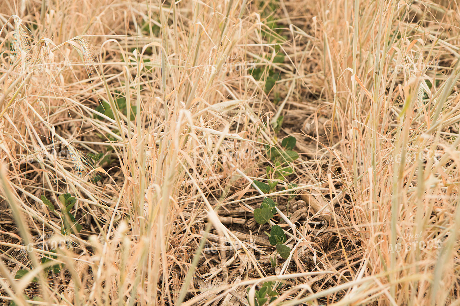 Soybeans Growing in Cover Crop 67360