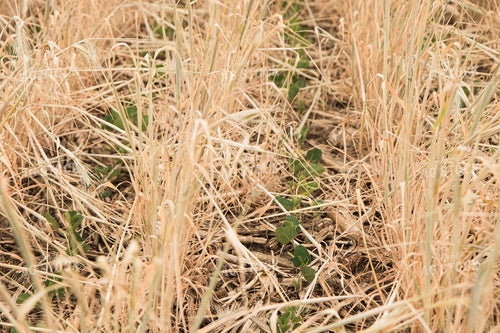 Soybeans Growing in Cover Crop 67360