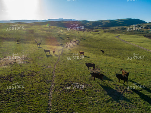 Aerial of Pasture 122036