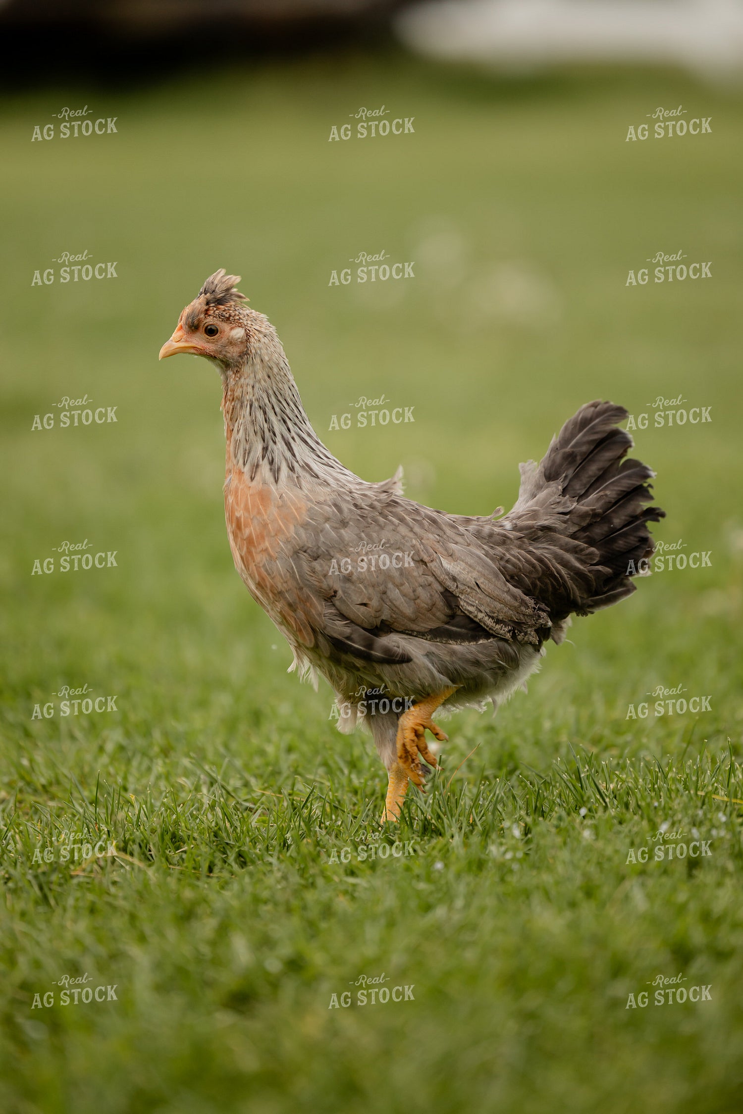 Pullet Laying Chicken 104076