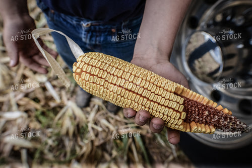 Counting Kernels 151000