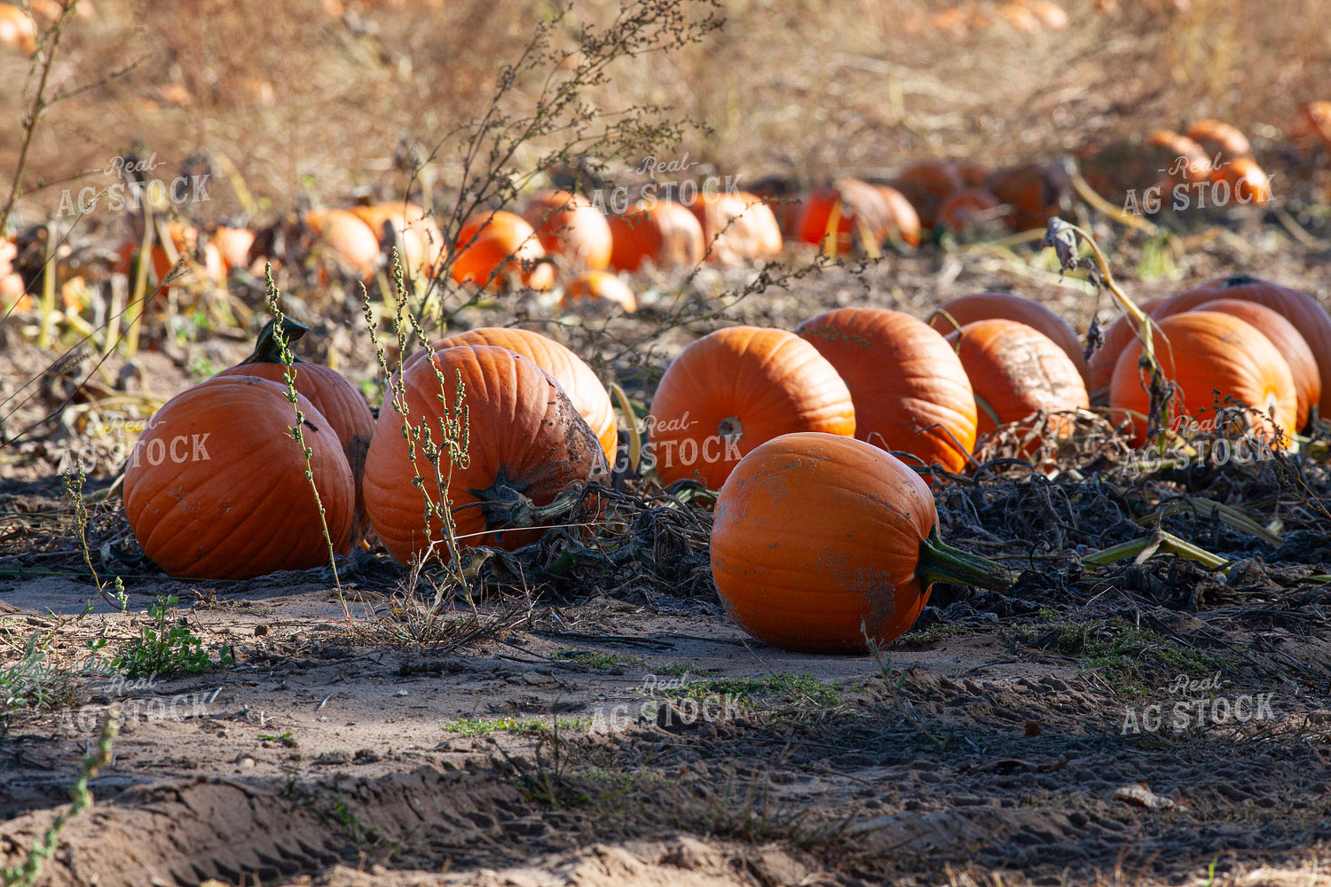 Pumpkin Field 132255