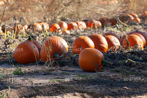 Pumpkin Field 132255