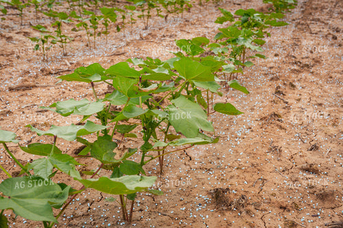 Cotton Plant 128030