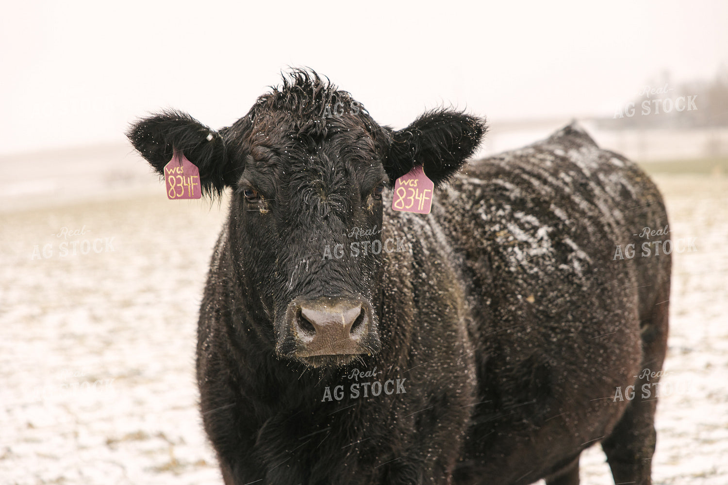 Angus Cattle in Winter 70094