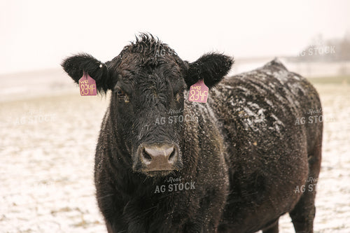 Angus Cattle in Winter 70094
