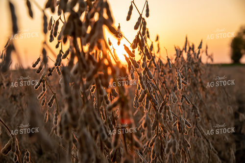 Soybean Pods at Sunset 25791