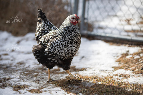 Chicken in Snow 117484