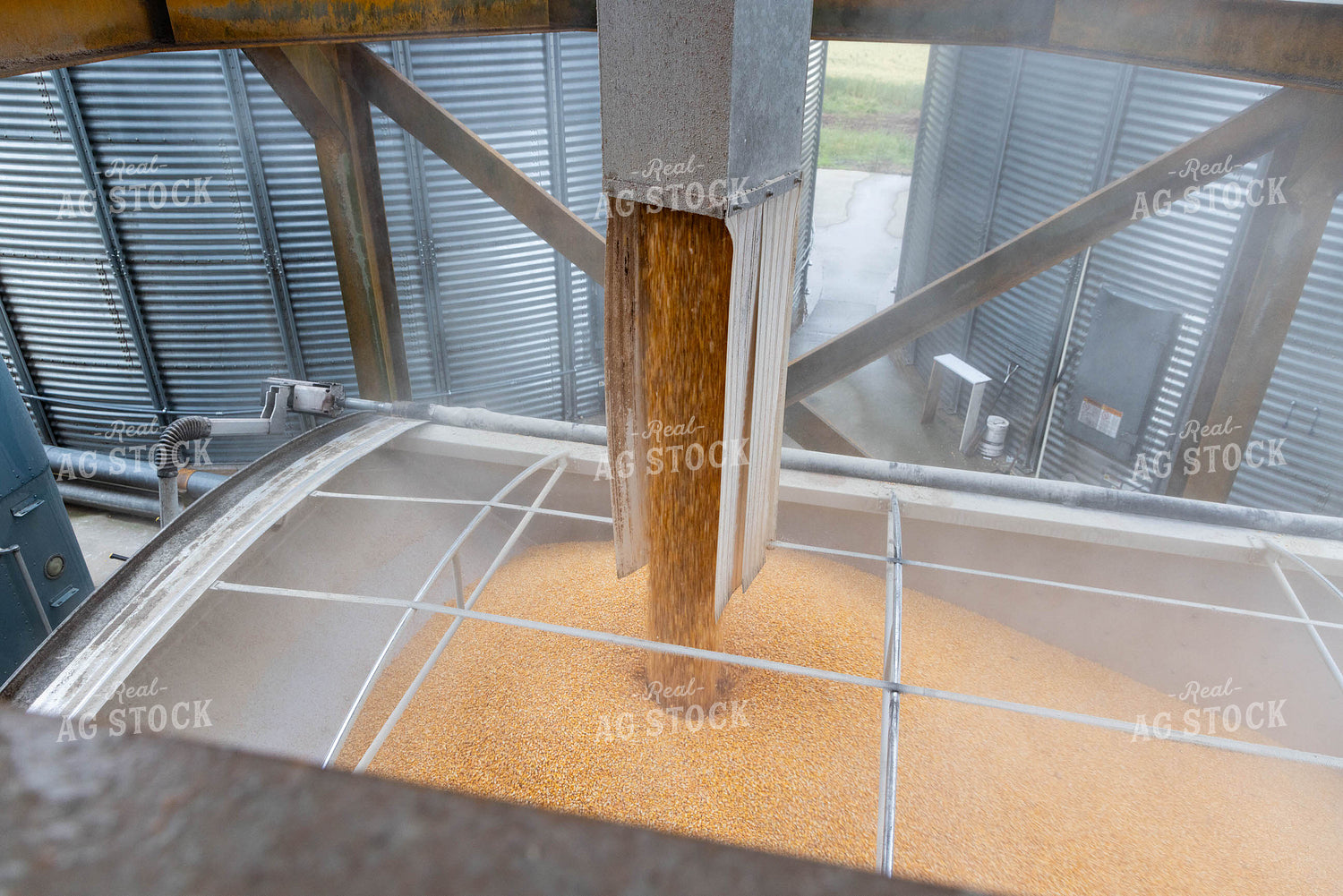 Loading Corn into Trailer 79659