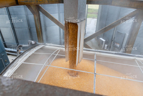 Loading Corn into Trailer 79659