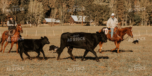 Ranchers on Horseback with Cattle 66063