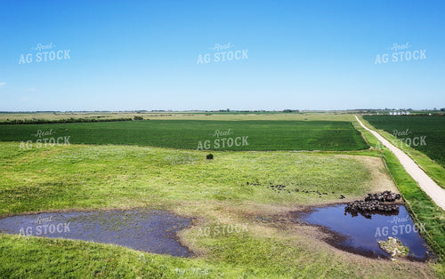 Aerial of Cattle on Summer Pasture 141336