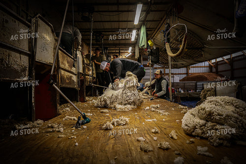Shearing Sheep 261142
