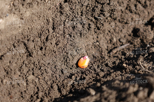 Corn Seed in Furrow 187036