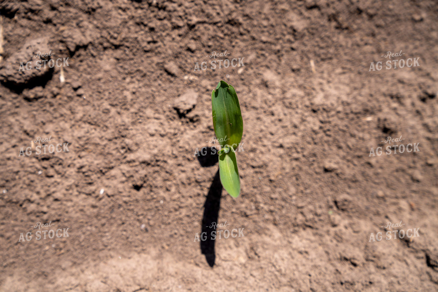 Small Green Plant Growing Alone in Fresh Soil under Bright Sunlight 65371