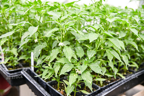 Pepper Plants in Greenhouse 90053