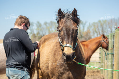 Farmer Grooming Horse 155583