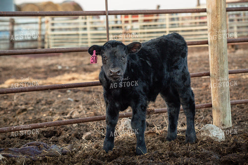Calving Season 155529