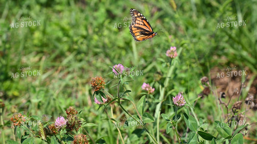 Butterfly Collecting Nectar and Pollen from Wildflowers on CRP Land 25070