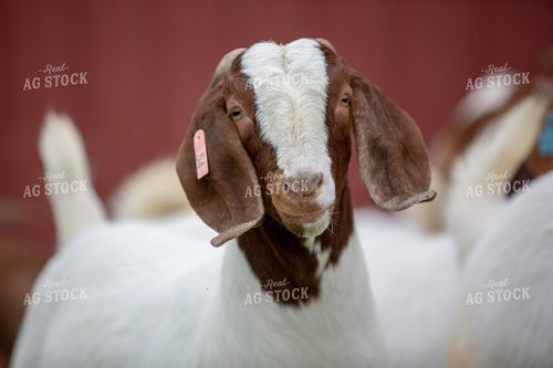 Goat on Farm 90027