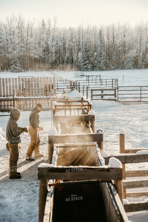 Farmers Giving Cow Medicine 64314