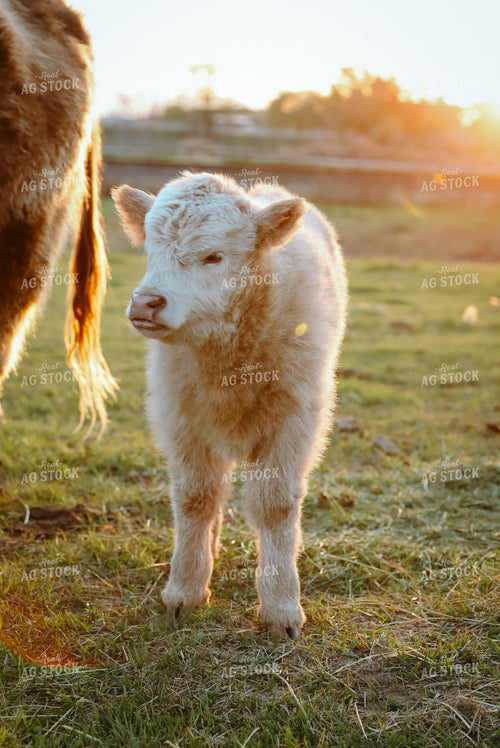 Highland Cattle 83062