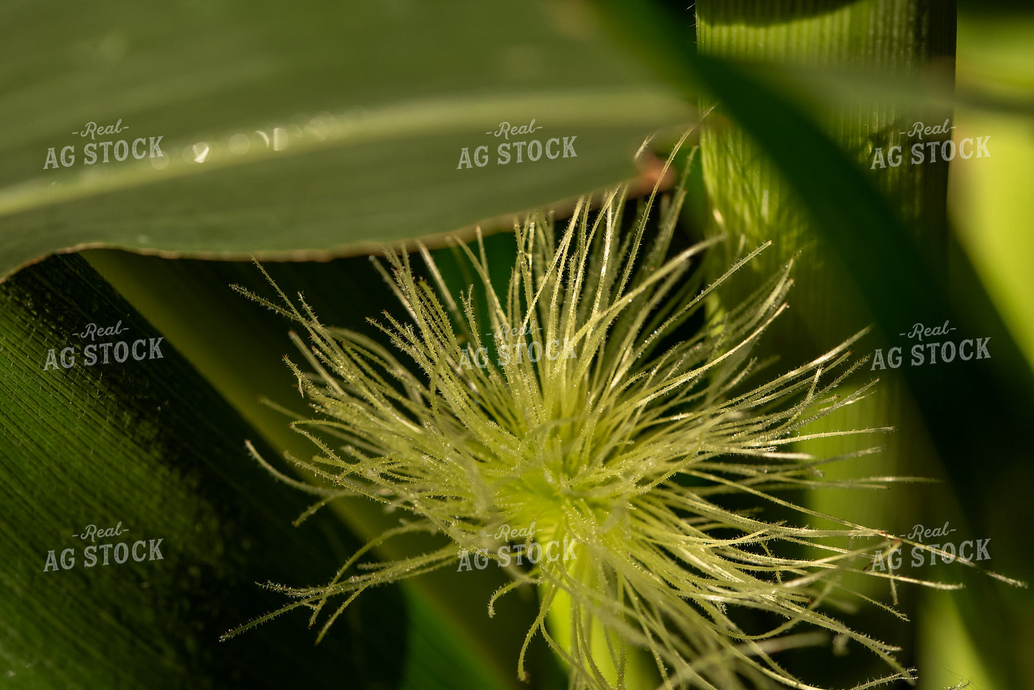 Up-Close Corn Silk 76240
