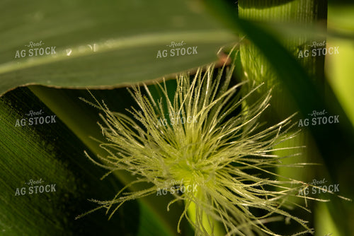 Up-Close Corn Silk 76240