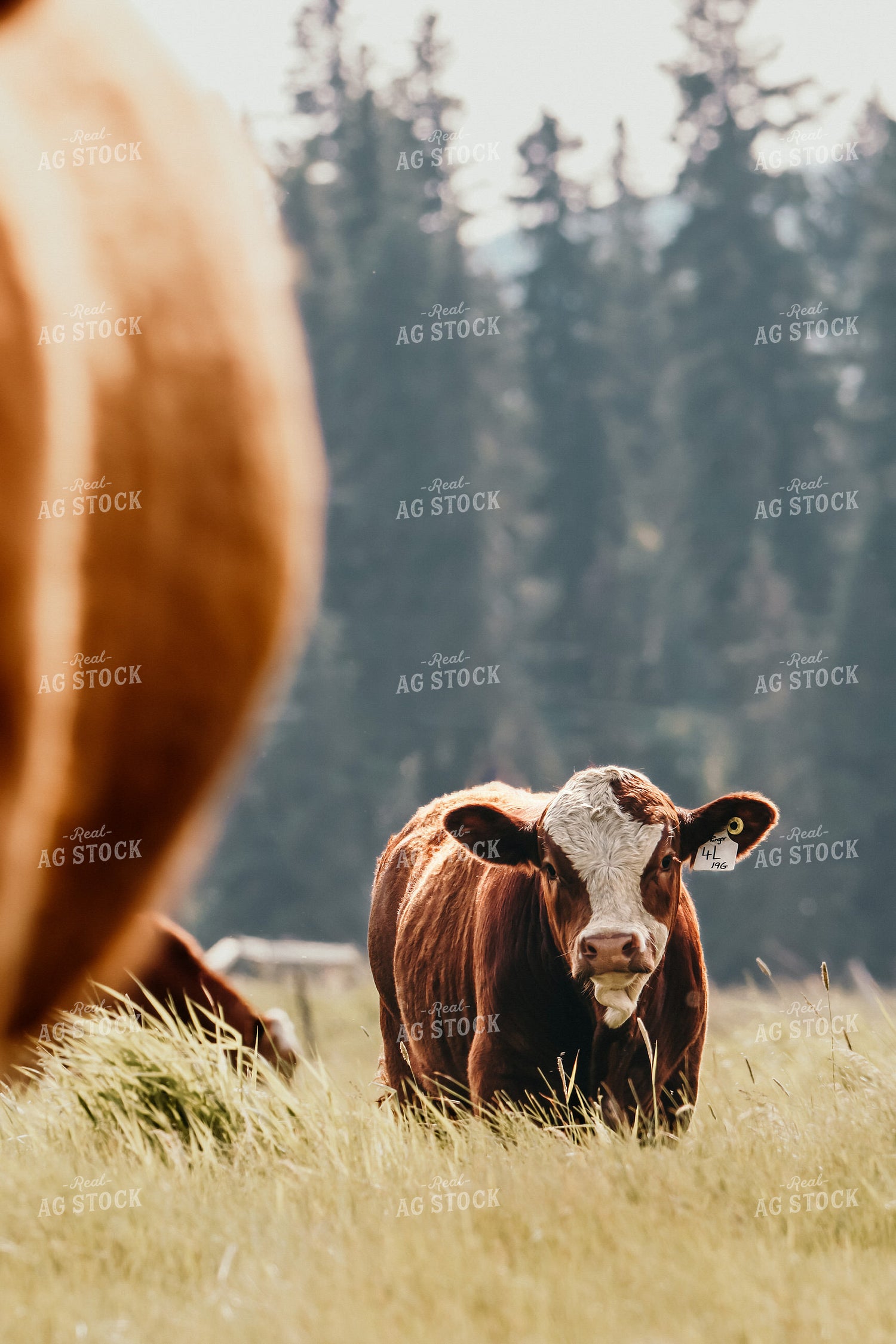 Simmental Cattle 139006