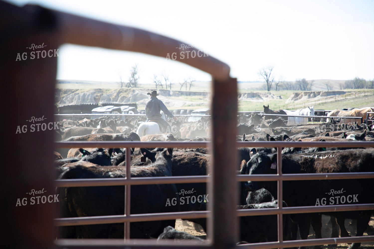 Working Cattle 117303