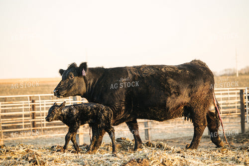 Cow Giving Birth to Calf 70125