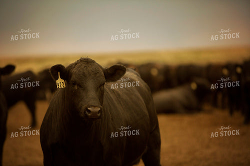Feedyard Cattle 3849