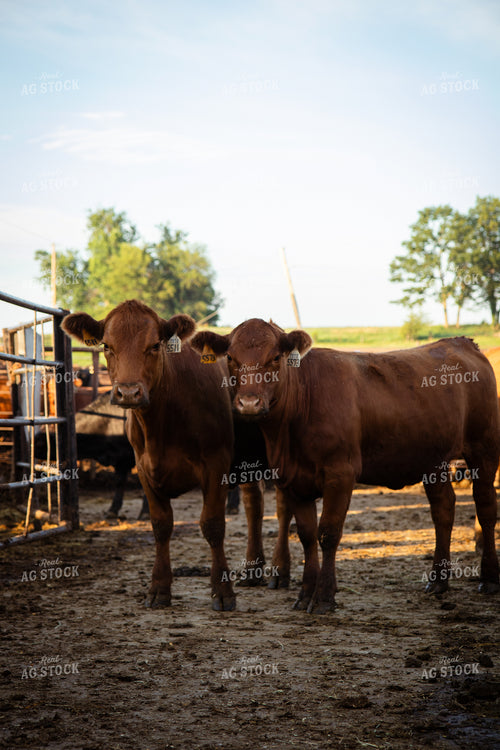 Red Angus Heifers 268399