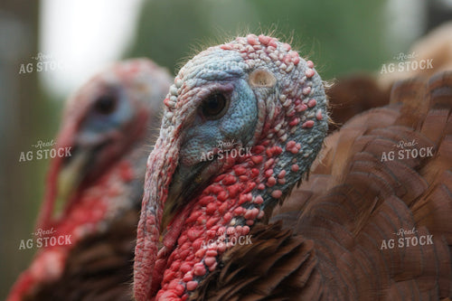 Turkeys in Forest 126003