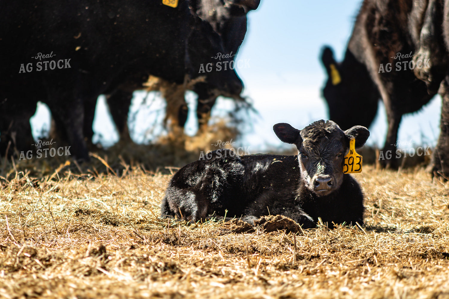 Angus Calf 214080