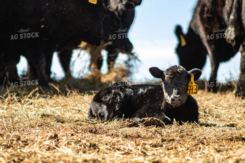 Angus Calf 214080