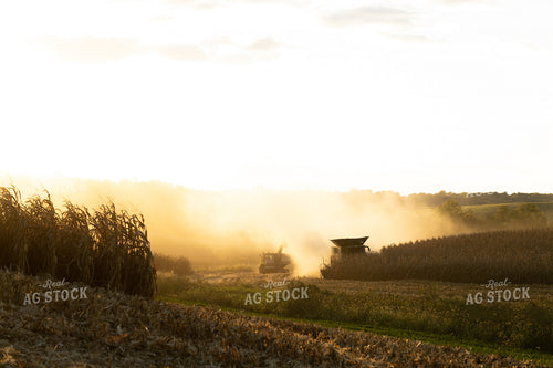 Corn Harvest 215150