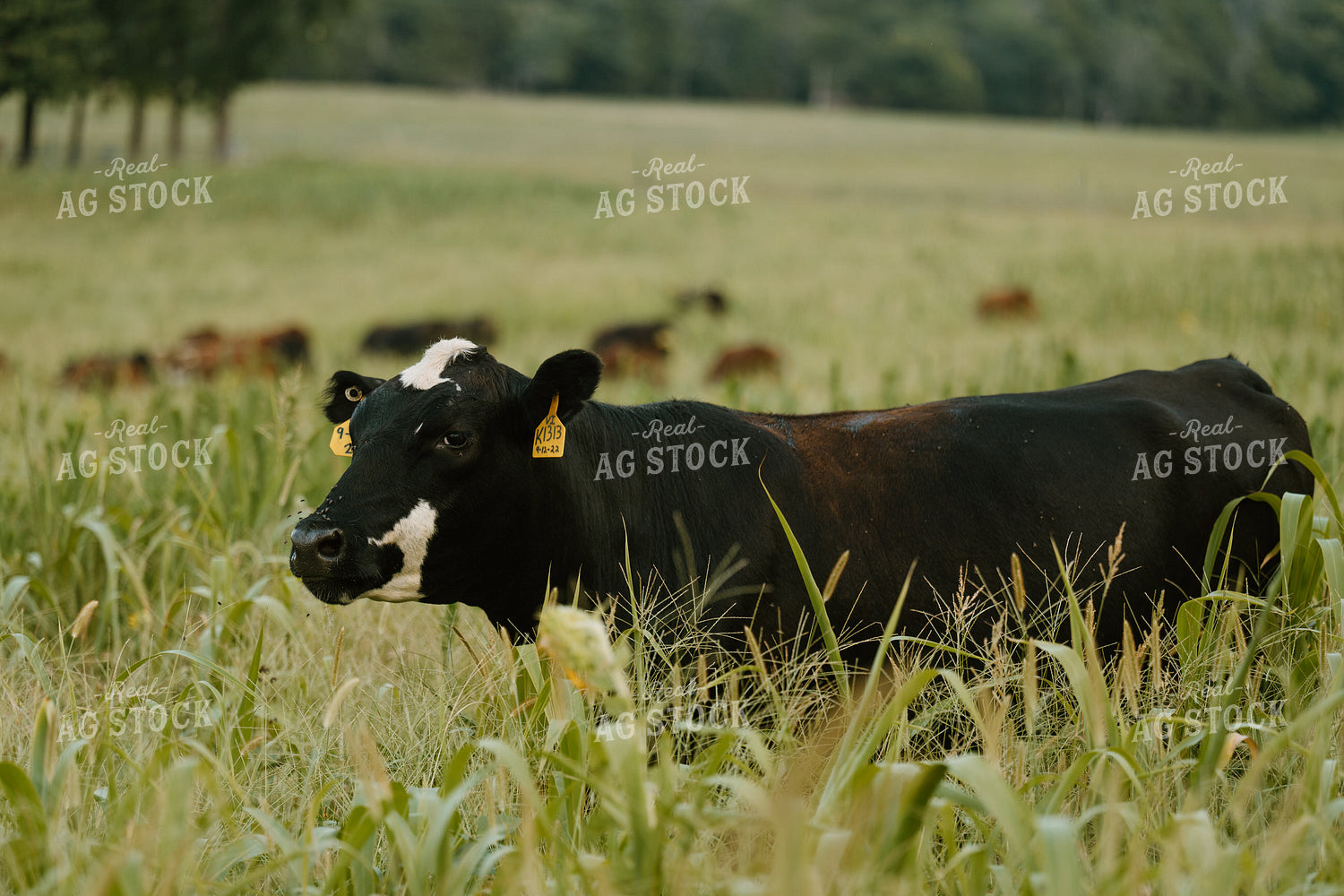 Cow on Pasture 125407