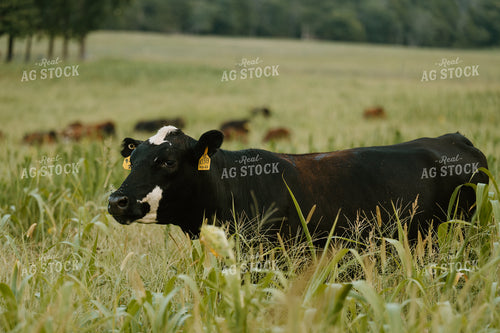 Cow on Pasture 125407