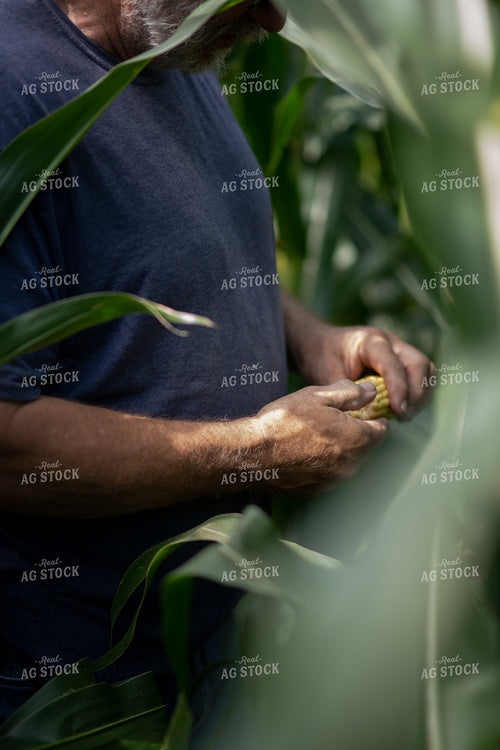 Checking Corn 76702