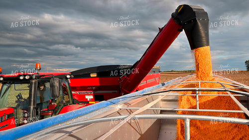Grain Cart Unloading into Semi 25634