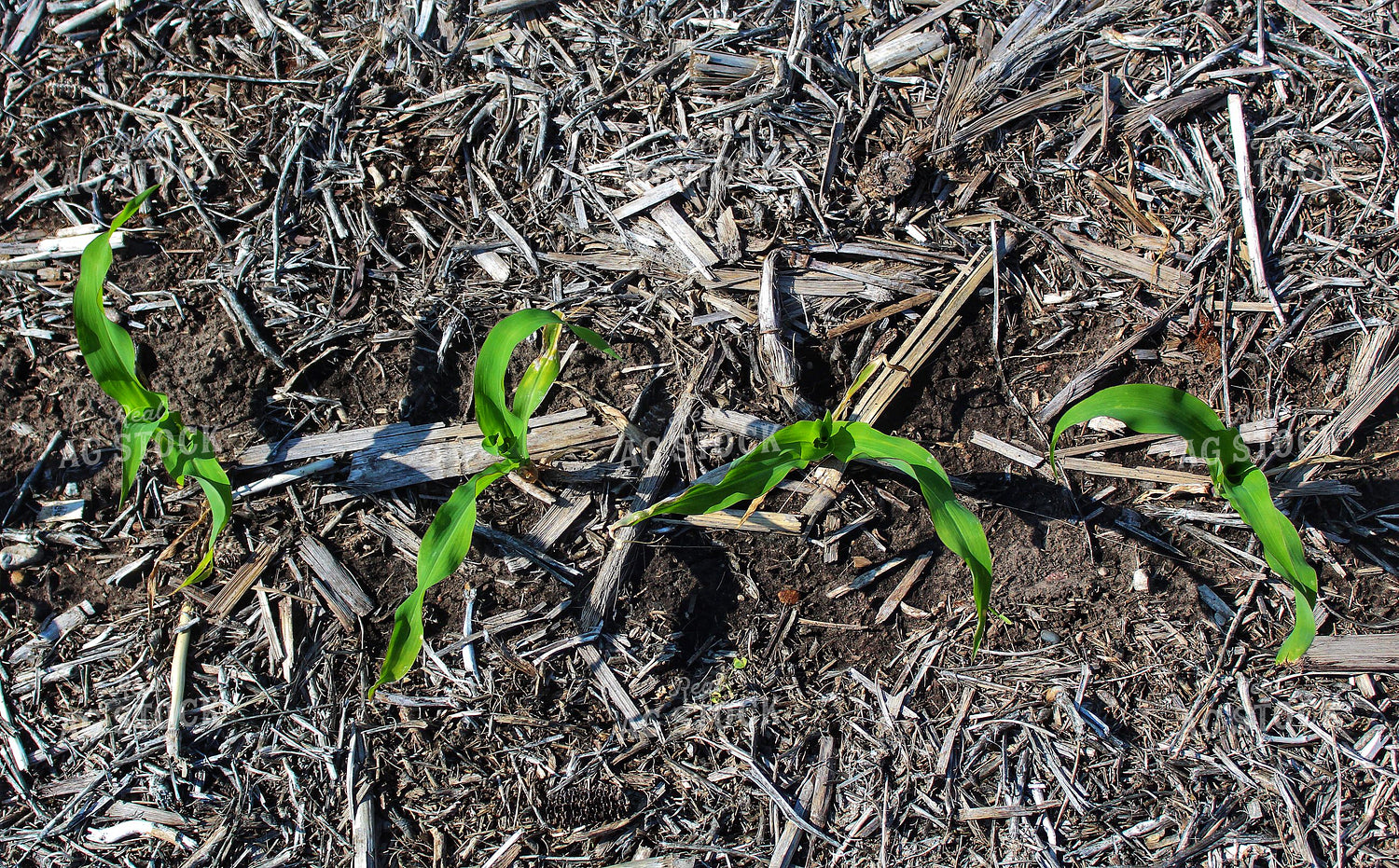 Early Growth Corn 141277