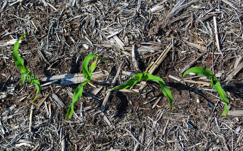 Early Growth Corn 141277