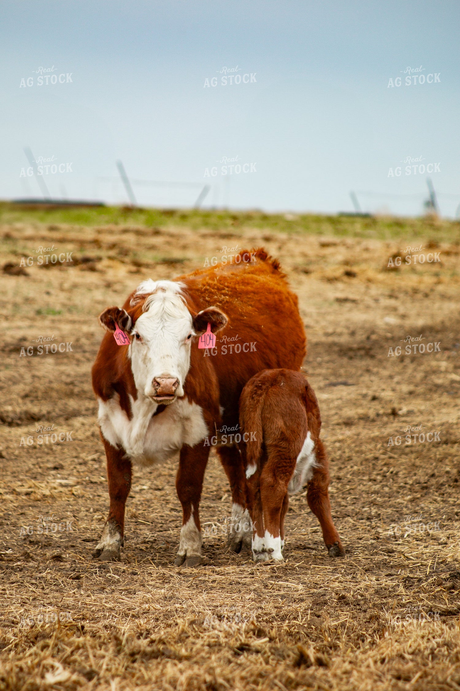 Hereford Cow Calf Pair 155671