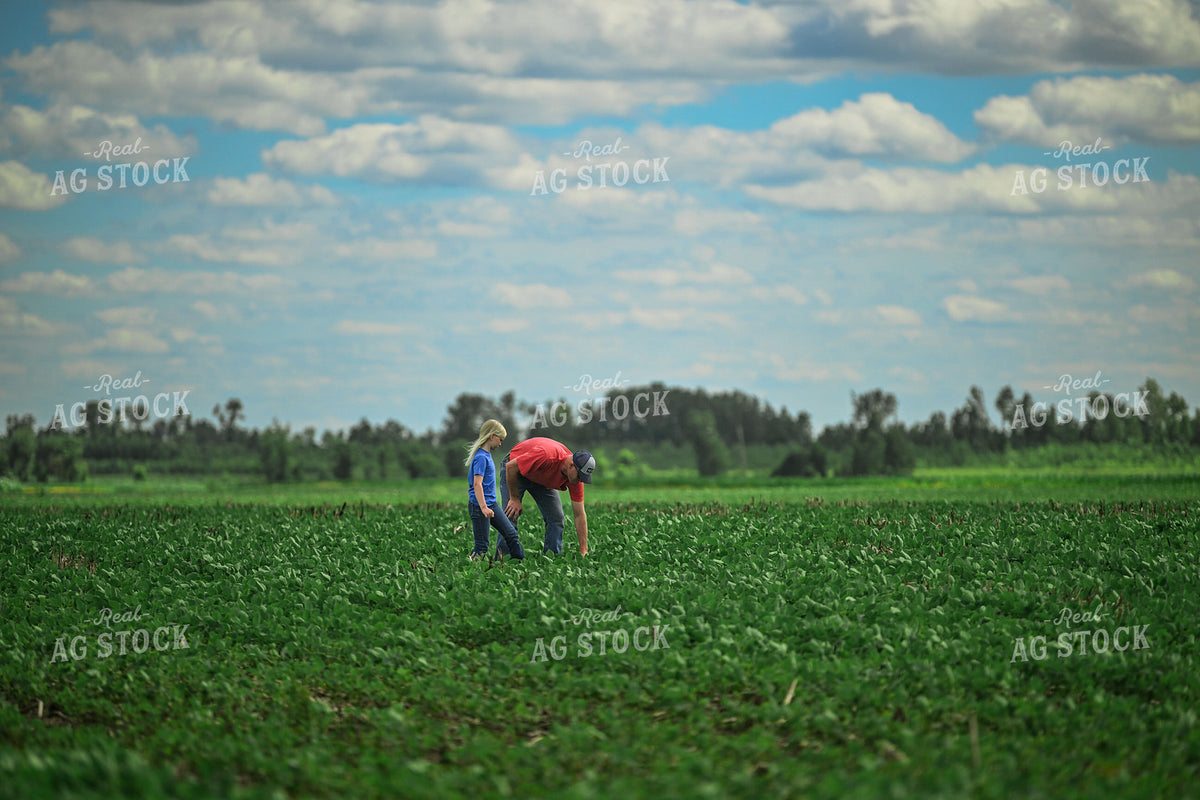 Farmer Scouting Soybean Field With Daughter 191313
