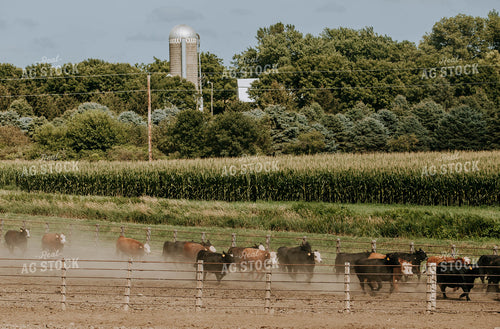Cattle Running in Fence 77131