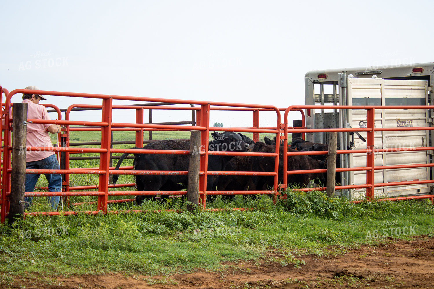 Rancher Working Cattle 208005