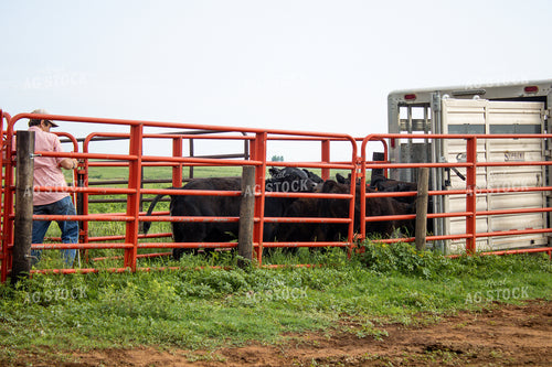Rancher Working Cattle 208005