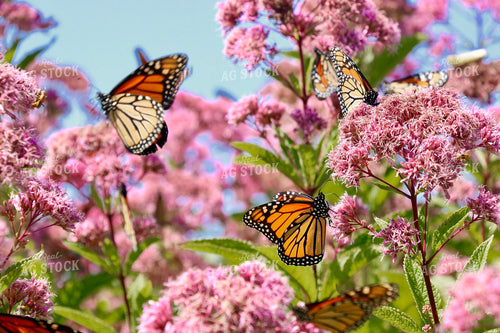 Monarch Butterflies 299212
